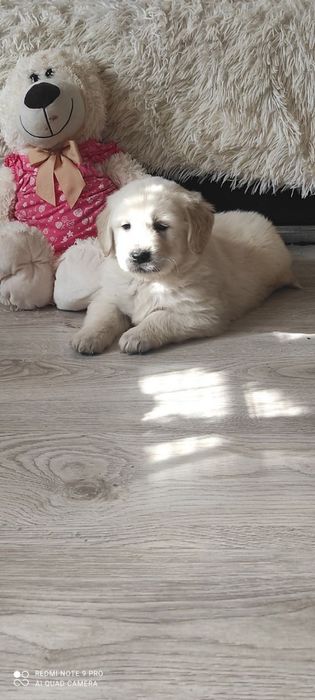 Golden retriever