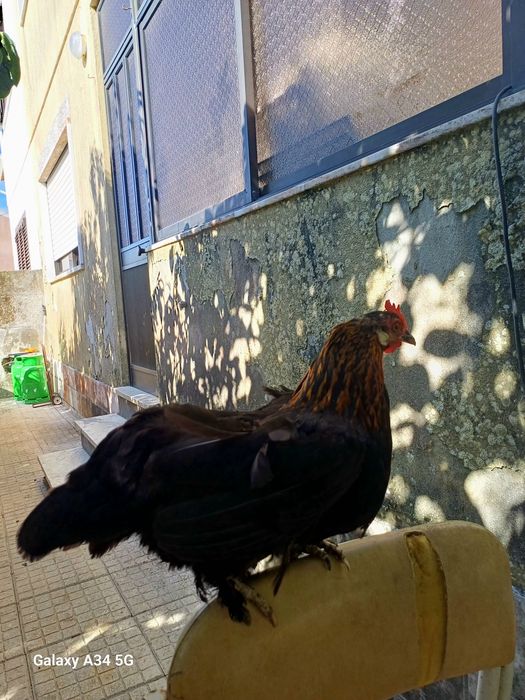 Galinha Pés Calçados – Excelente para Chocar / Ótima Mãe