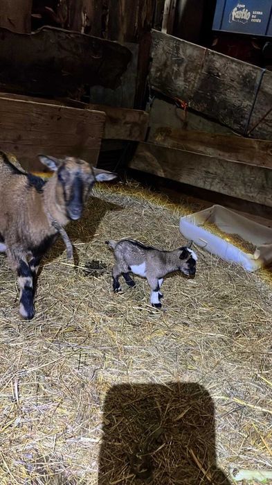 Cabritos anões para venda