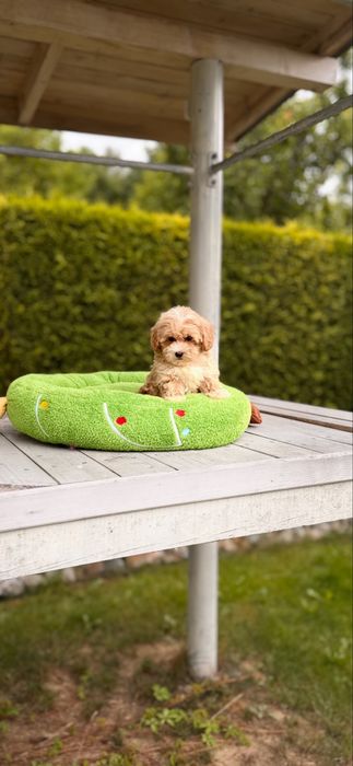 Pieknie umaszczone maleńkie maltipoo