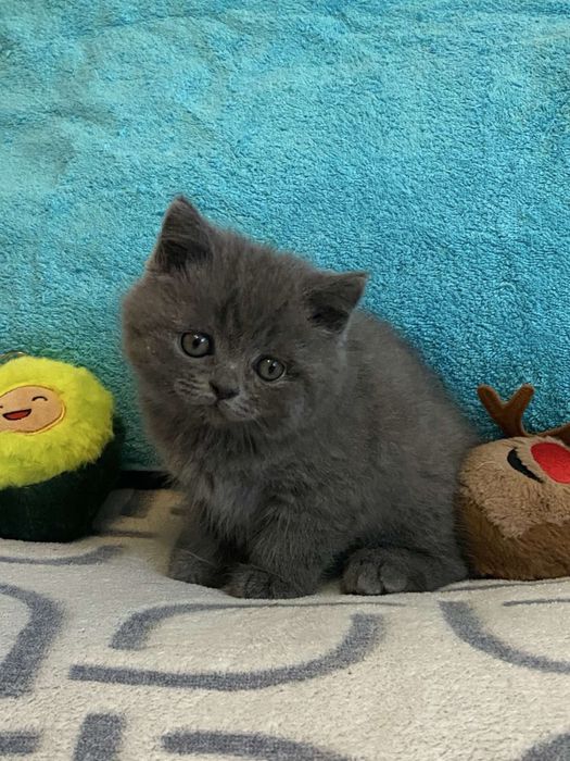 Продам британських котенят