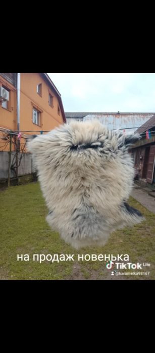 Шкури коза овечка  різні від 400грн