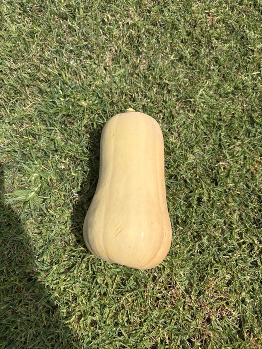 Abóboras butternut