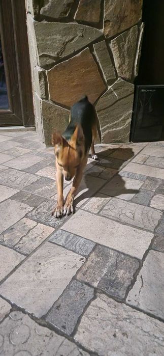 Той терьєр вязка