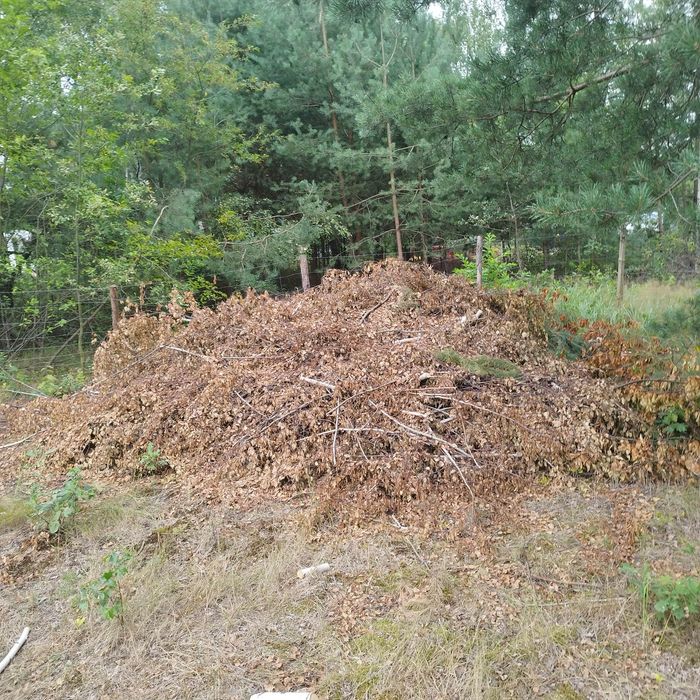 Drewno gałęzie na opał rozpałke oddam