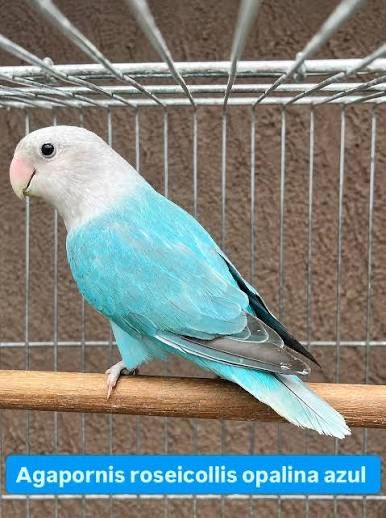 Vendo agapornis roseicolis