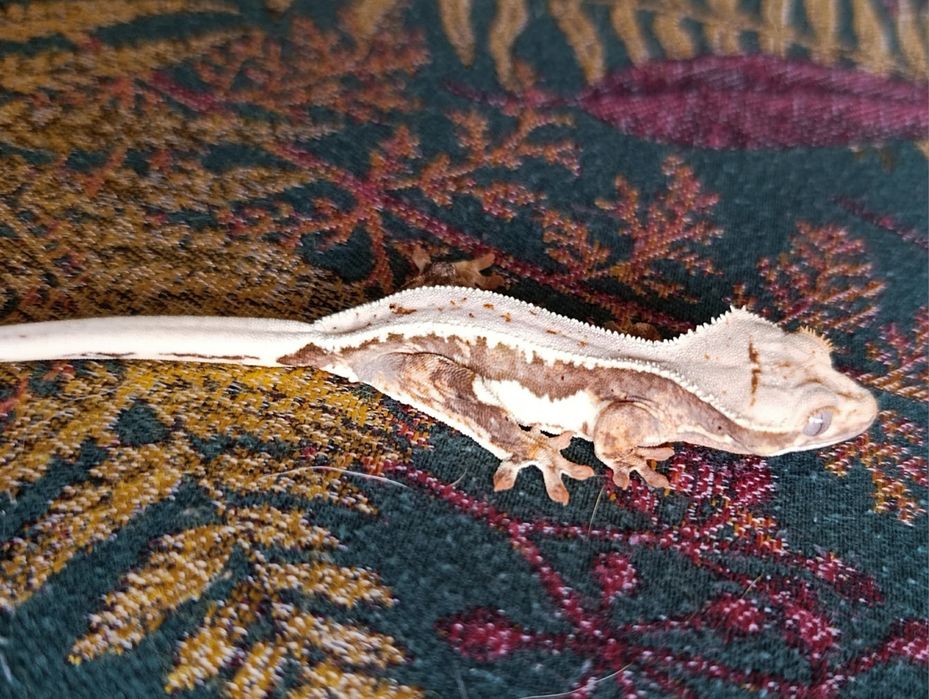 Gekon orzęsiony młody samiec lilly