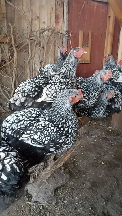 Pisklaki kury Wyandotte olbrzymia