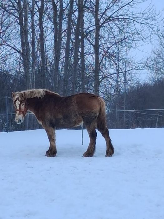 Źrebica Arden Polski