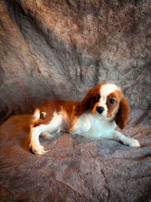 Piękny Cavalier po szkoleniu behawioralnym rodowód WIELOPOKOLENIOWY