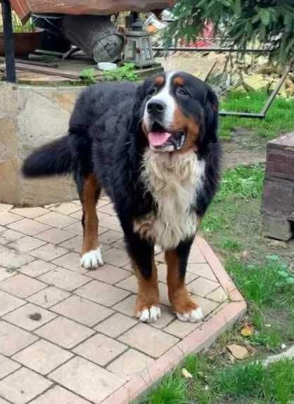 Silny Berneński Pies Pasterski !