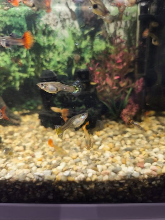 Guppys para venda