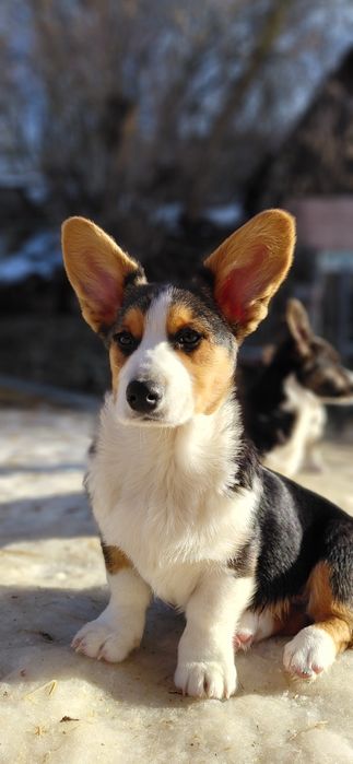 Вельш коргі кардиган