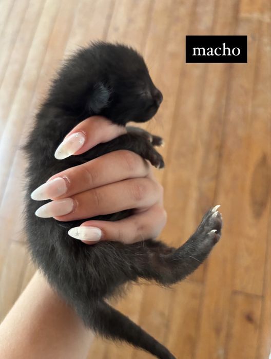 Gatos para doação