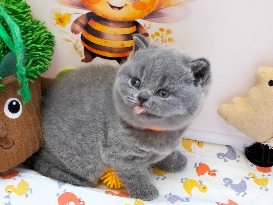 Słodka koteczka  Rodowód Międzynarodowy