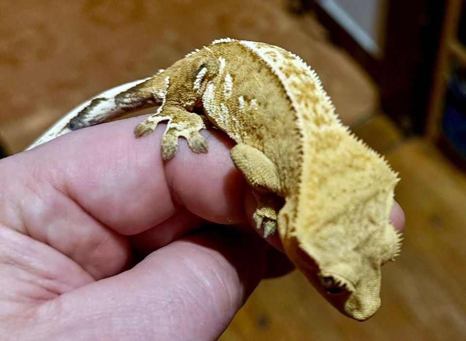 Gekon orzęsiony Crested gecko, samica