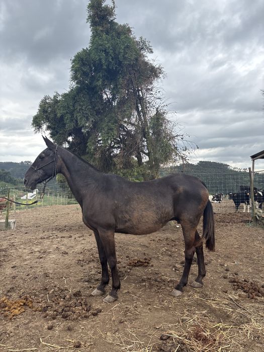 Egua lusitana pura