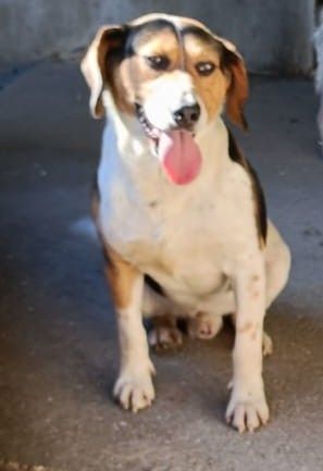 Pirata- cão cruzado de Beagle de porte médio para adoção