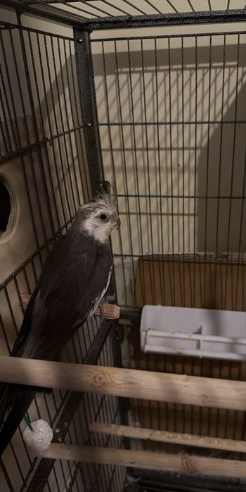 Caturra Macho cara branca