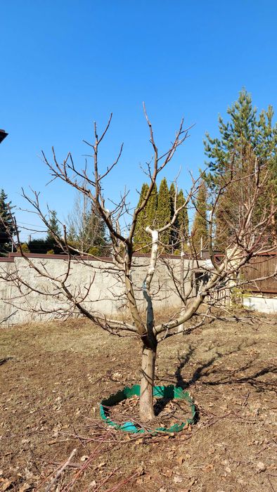 Ваш садівник. Обрізка дерев.
