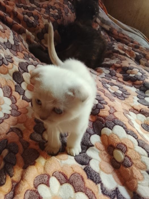 Кошенята Шотландські висловухі