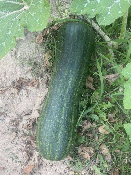 Cukinie   Bardzo duze xxl