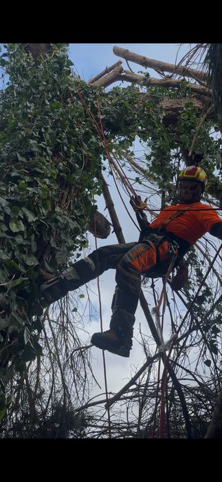 corte de arvores dificeis arborista /jardins/ limpeza terrenos