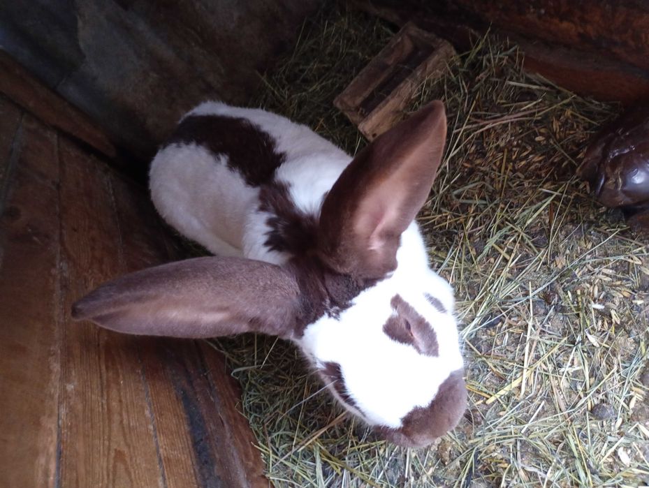 Кролики породи Строкач