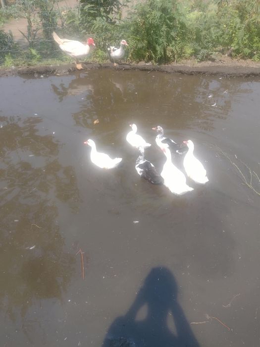 Vendo 8 Patos mudos
