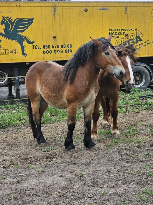 Klaczka źrebówka Polski koń zimnokrwisty