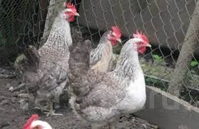 Інкубаційні яйця породи Борковска  барвістая