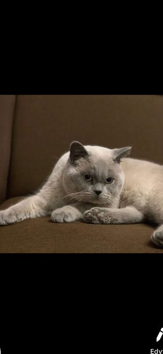 Kot brytyjski -British Shorthair ( krótkowłosy)