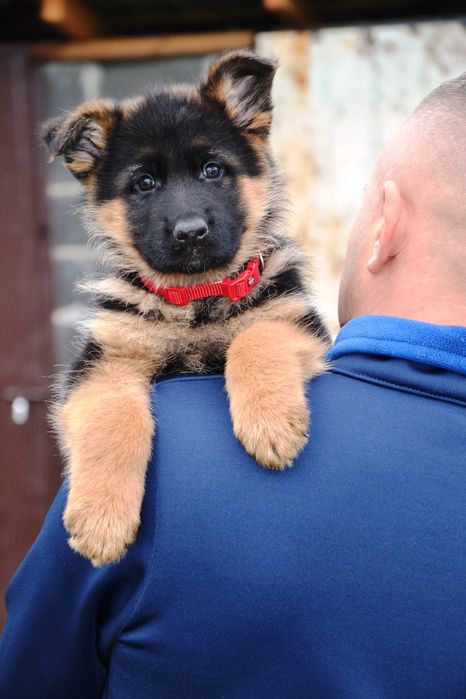 Німецька вівчарка цуценята