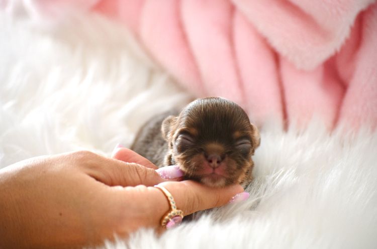 Chihuahua Cudo Mini XXS Czekoladowe