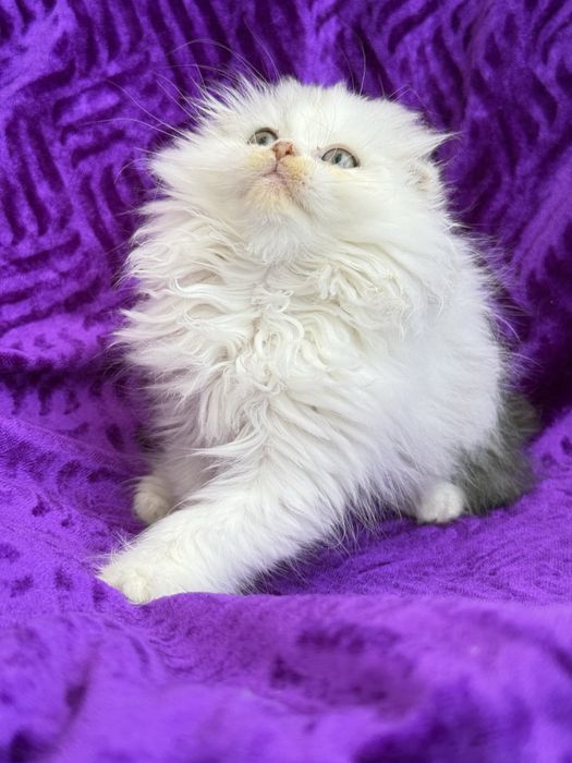 Femea scottish fold
