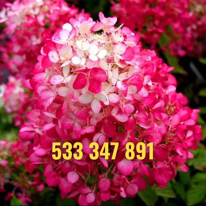 Hortensja 30-50 cm promocja z dostawą gratis