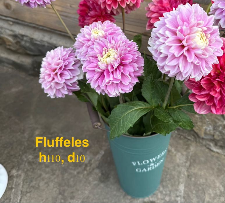 Продам клубні жоржин