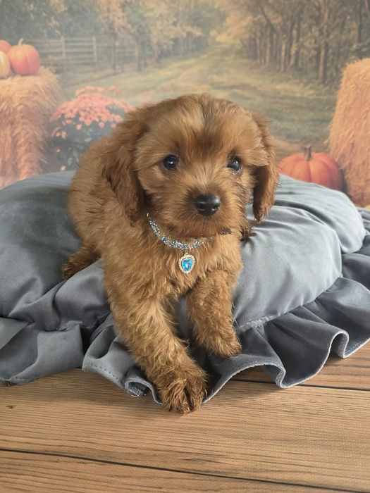 Cavapoo F1 cudowny i radosny szczeniak szuka kochajacego domu