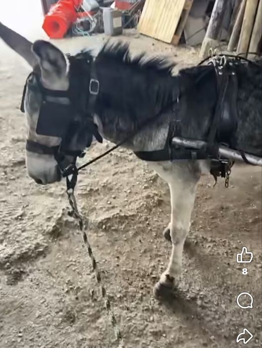Burro Miniatura
