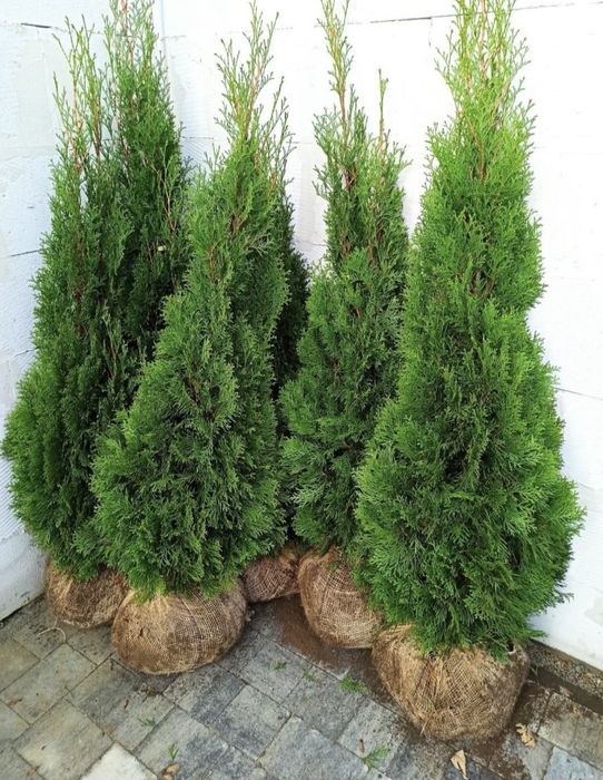 Tuje thuja tuja szmaragd brabant