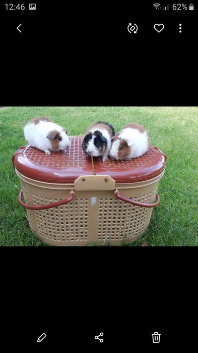 Американська Тедді