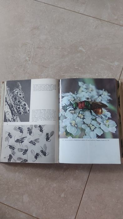 Wielki Atlas Owadów