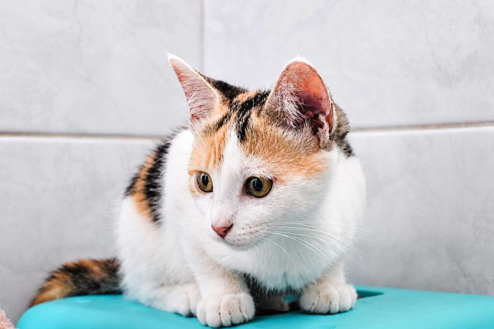 FÊMEA | Gatinha curiosa e brincalhona para Adoção Responsável