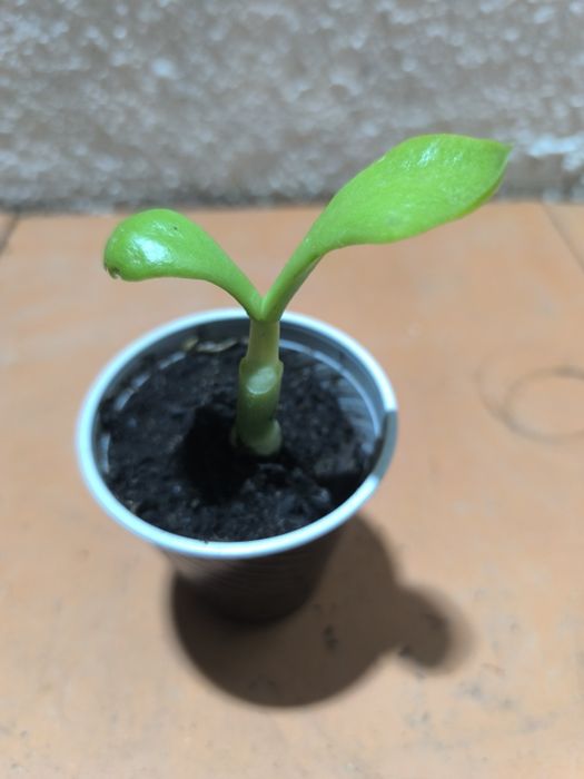 Suculentas em vaso 3