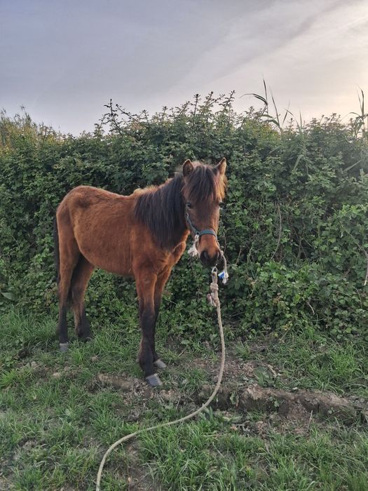 Cavalinho médio 1 ano