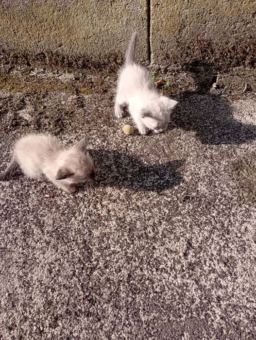 Gatinhas para adoção