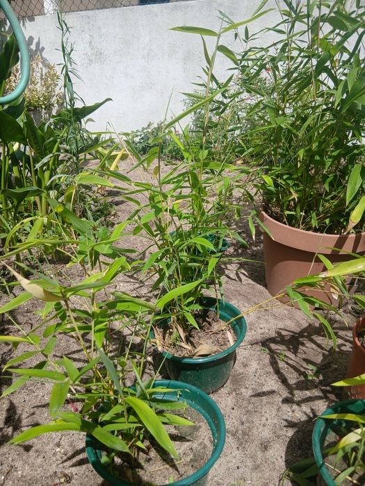 Rebentos de Bambu (Bamboo)