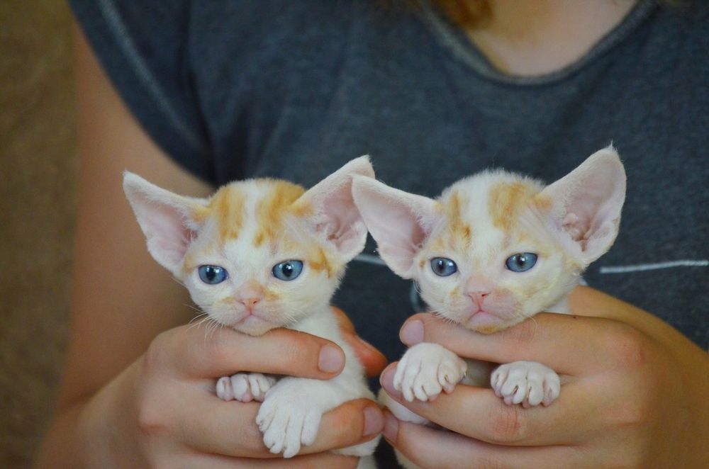 Котики девон рекс