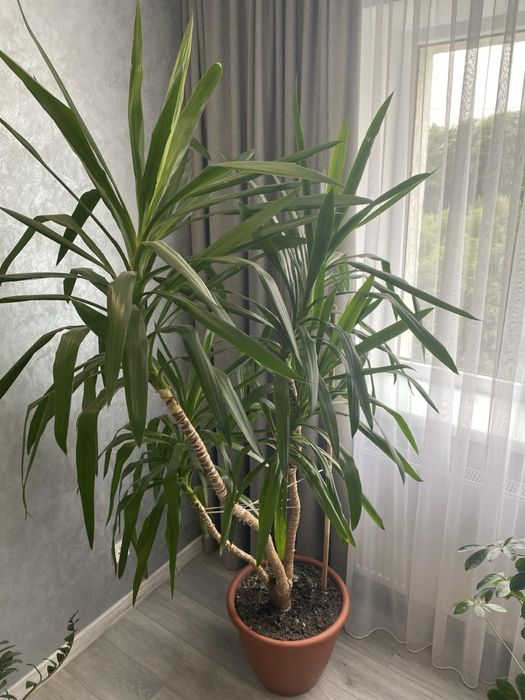 Вазонок. Юкка вазонок, високий, доглянутий