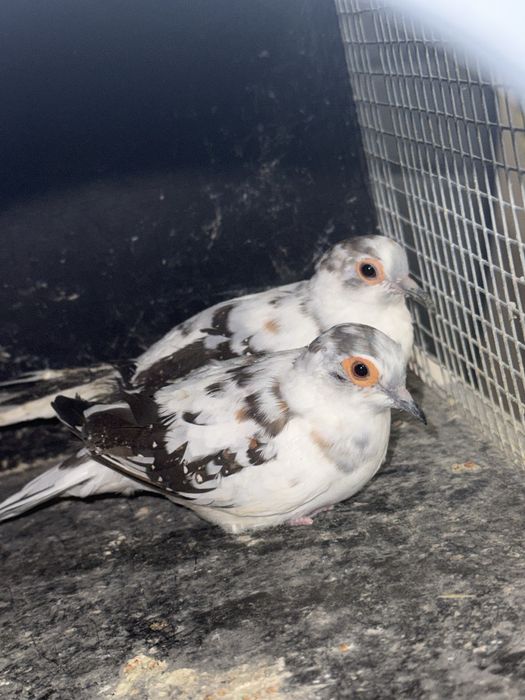 Gołąbki diamentowe szek czarny para